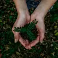 Tree Plantation